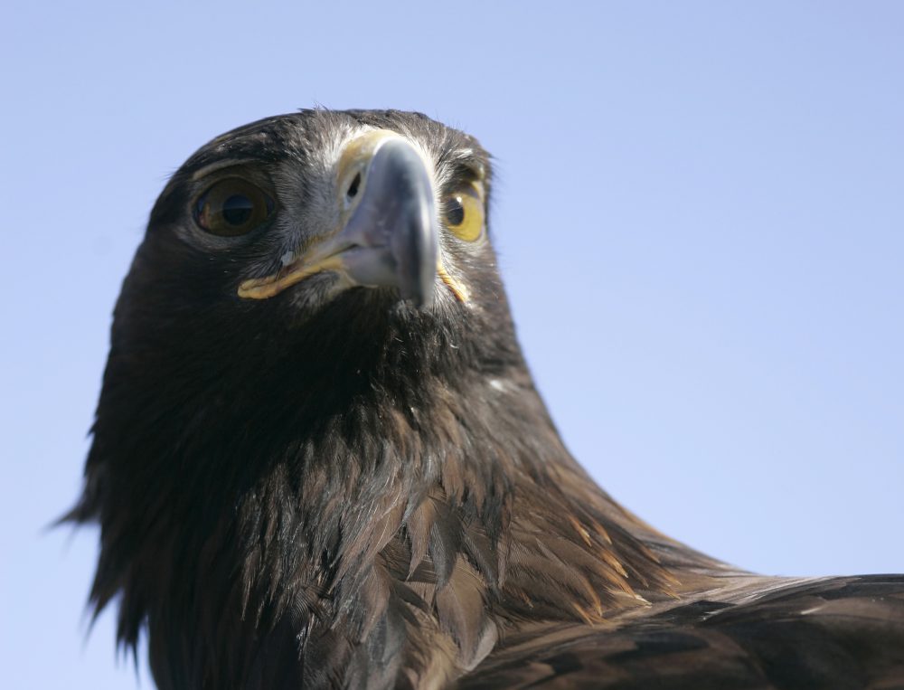 Águila real (Aquila chrysaetos) | SENDERO VIVO